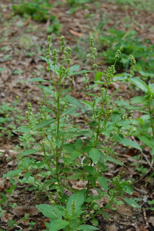 MERCURIALE ANNUELLE